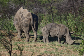 Fototapeta premium Rhinoceros Botswana