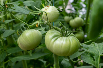 Bunch of organic unripe green tomato in greenhouse. Homegrown, gardening and agriculture consept. Solanum lycopersicum is annual or perennial herb, Solanaceae family. Cover for packaging seeds