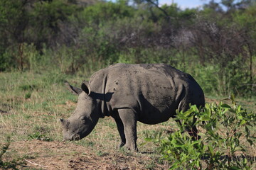 Fototapeta premium Rhinoceros Botswana