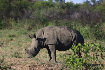 Rhinoceros Botswana