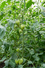 Fototapeta premium A bunch of green tomatoes on a bush. Tomatoes ripen in the garden. Bush with green tomatoes. Lots of tomatoes on the bush