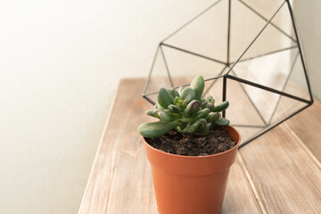 green succulents in brown pot and florarium on wooden table