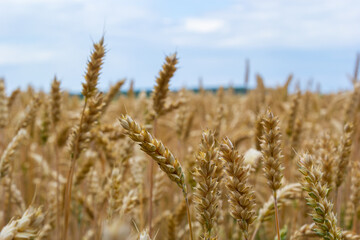 field of golden wheat and blue sky, agricultural field
