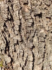 bark of a tree