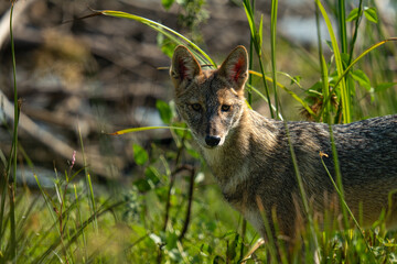 black backed jackal in grass