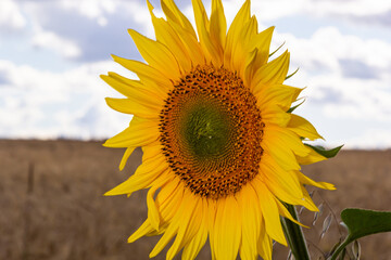 Fototapeta premium agricultural field with young sunflower at the beginning of flowering