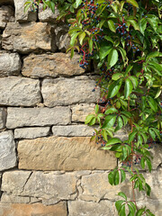 Background image of an old stone wall with green leaves and blue wild grapes on the right. Texture background. Place for text. Decor