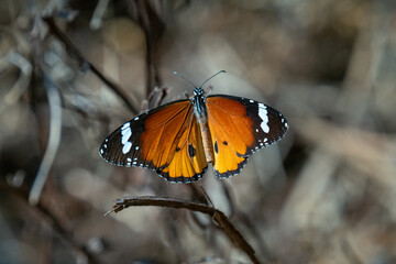 butterfly on a flower