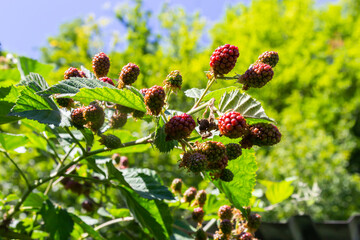 ripe and unripe blackberries on the bush with selective focus. Bunch of berries