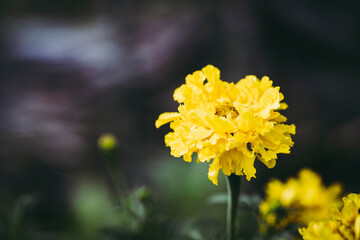 Fleur jaune de calendula dans un jardin potager 