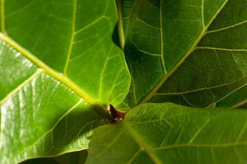 Wallpaper of green leaves of bambino ficus. Close-up. High angle. Green background for your design. Selective focus