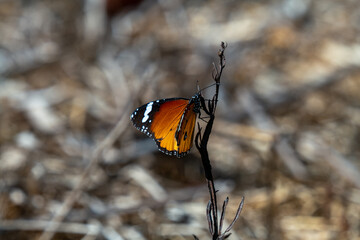 butterfly on a flower