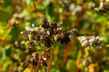 Autumn colorful landscape with uncleaned buckwheat field on the edge of the forest plantation on a bright sunny day