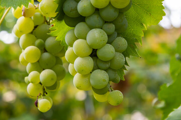 Juicy and tasty big bunches of ripe grapes on plantation bushes