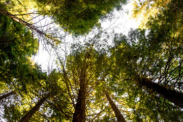 tree tops in red wood forest rotorua new zealand. High quality photo