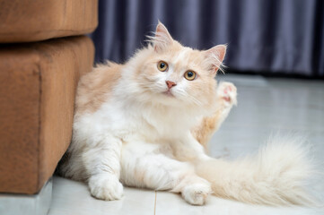 Fototapeta na wymiar White and brown persian cat with a cute face.