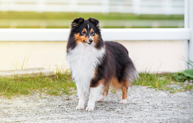 Collie. Sheltie. Stunning nice fluffy tricolor shetland sheepdog, dog outside portrait on a sunny...