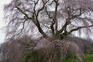 Matabei cherry blossoms that will be in full bloom in a few days