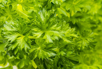 Bunch of fresh green parsley leaves close up, background.