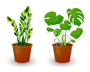 Fototapeta na wymiar Zamiokulkas Dollar Tree and Monstera plant in pot isolated on white background. Decorative plant for home interior or office. Room flower. Vector illustration.