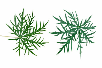 Jatropha multifida L leaves white background natural medicine for external wounds
