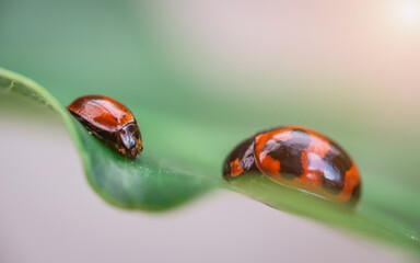 Three ladybugs on the green leaf after rain 