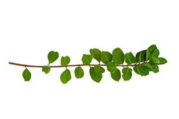 leaf vine Isolate on transparent background PNG file