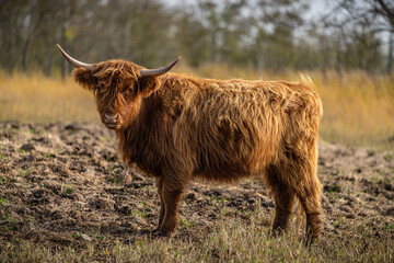 braune, schottische Hochlandrinder auf einer Weide auf der Halbinsel Cosim bei Achtwasser (Insel Usedom)