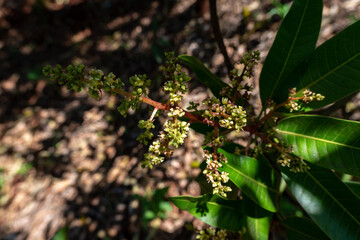 Small buds and inflorescences of the mango tree