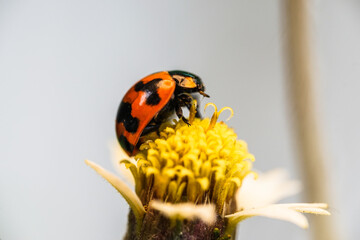 Three ladybugs on the green leaf after rain 