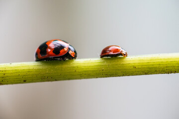 Three ladybugs on the green leaf after rain 