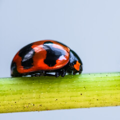 Three ladybugs on the green leaf after rain 