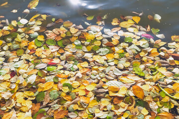 Multi-colored autumn leaves on the surface of the river close-up.
