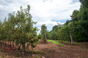 Fototapeta na wymiar View of an apple plantation in brazil
