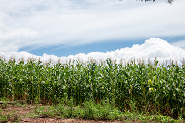 Obraz premium corn field in the summer