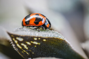 Three ladybugs on the green leaf after rain 