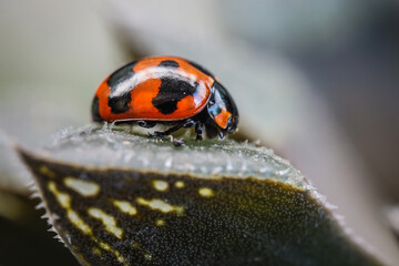 Three ladybugs on the green leaf after rain 