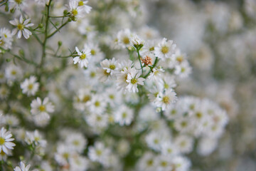 Close-up view of white daisy flower blooming in the garden