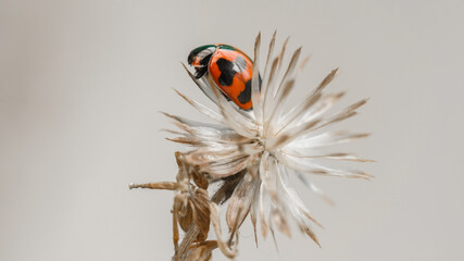 Three ladybugs on the green leaf after rain 