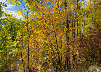 Amazing autumn fall colors as seen above Lac du Chambon resrvoir, near Mizoen village in Isere, Rhyone-Alpes, France