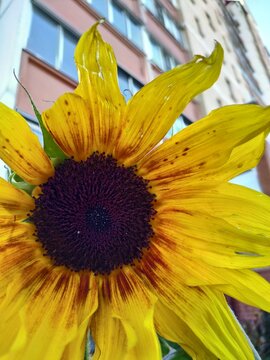 Sunflower close-up on a blurred background of a high-rise building