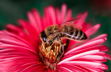 bee on flower