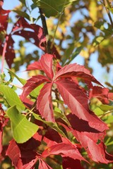 red autumn leaves