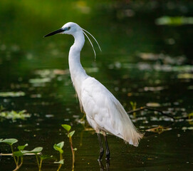 Egret