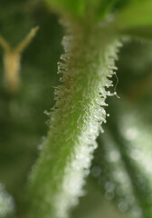 Cannabis trichomes in the inflorescence on the plant stem