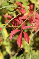 Fototapeta premium Bright red autumn colors bursting from the leaves of the local poison oak plant.