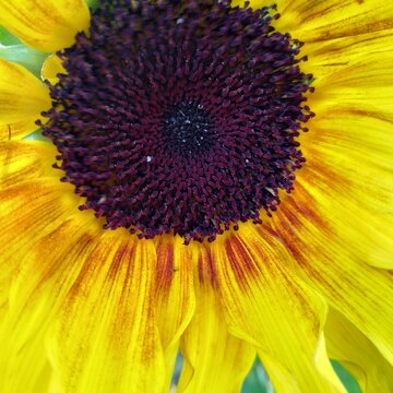 sunflower closeup, square flower background, wallpaper