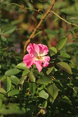 Obraz premium pink rose bush