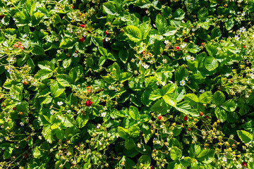 Closeup of fresh organic garden strawberries