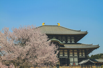 9 April 2012 Cherry Blossom Todai ji Temple in Nara, Japan
